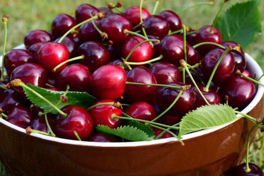 Урожай яблук в Херсонській області буде нижче, ніж у минулому році