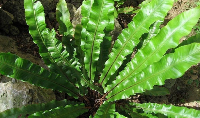 Аспленіум сколопендровий