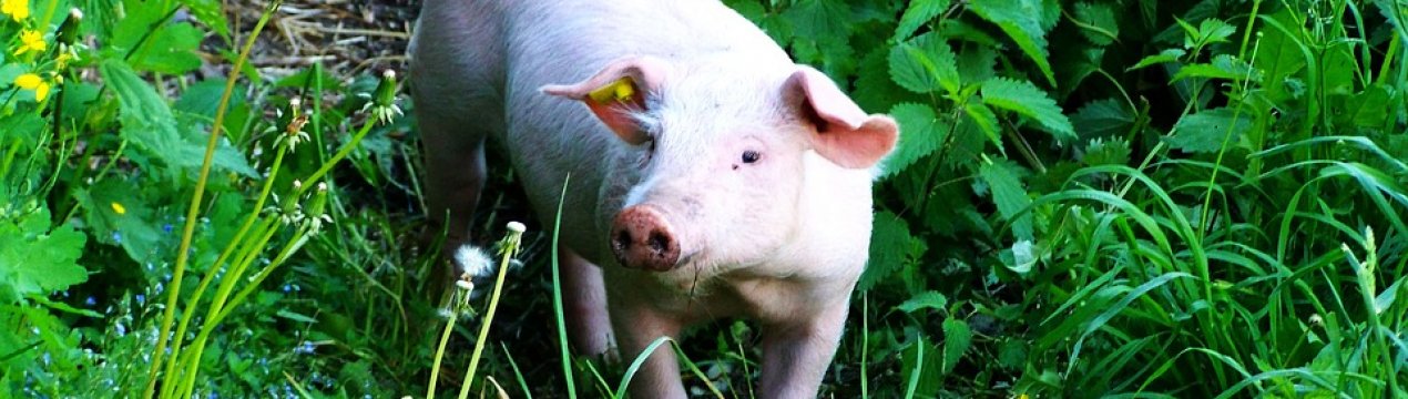 Новий випадок АЧС у Вінницькій області