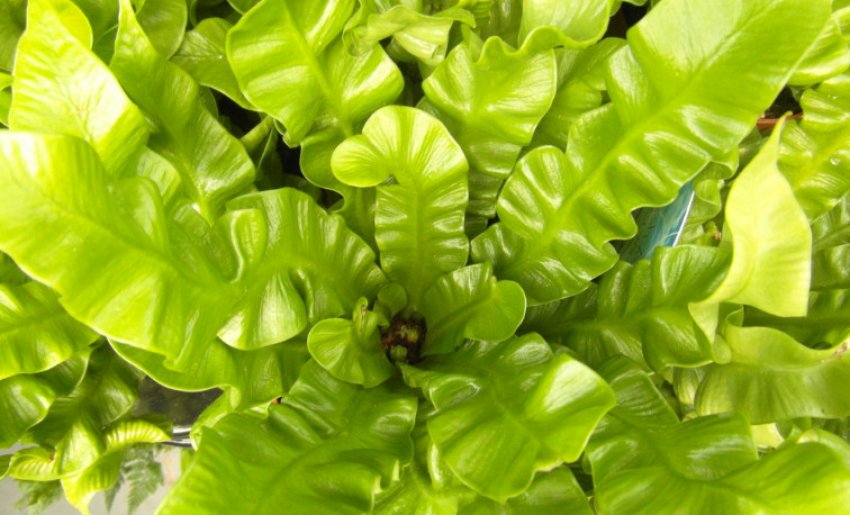 Аспленіум криспи вейв