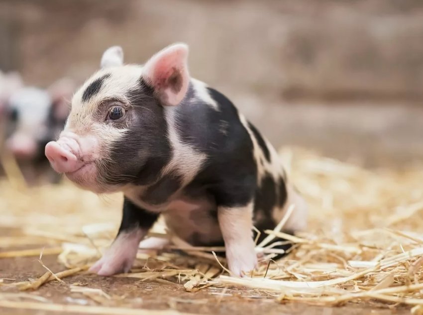 Новий випадок АЧС у Вінницькій області