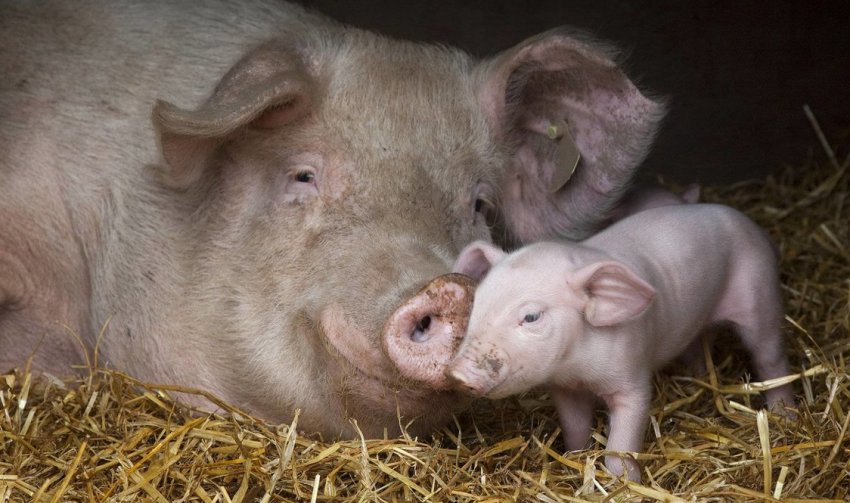Новий випадок АЧС у Вінницькій області