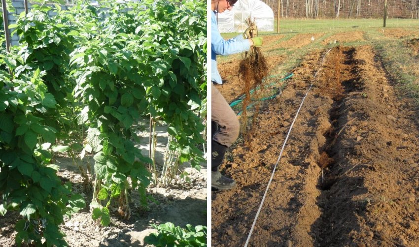 Посадка малини кущова і траншейне