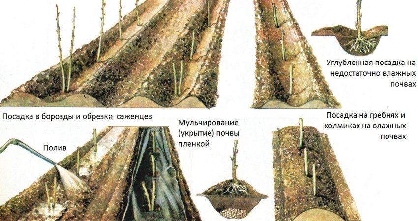 Способи траншейної посадки