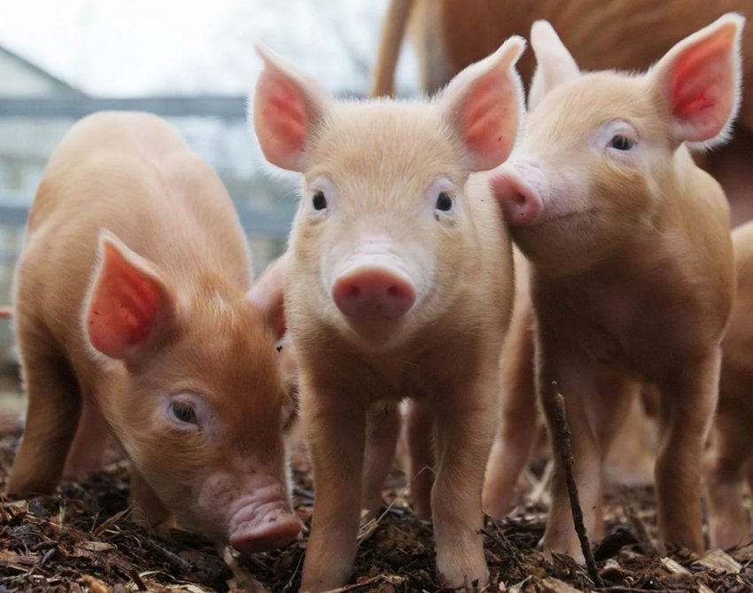 В Адигеї виявили вірус африканської чуми свиней