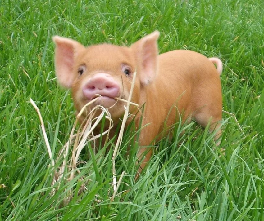 В Адигеї виявили вірус африканської чуми свиней