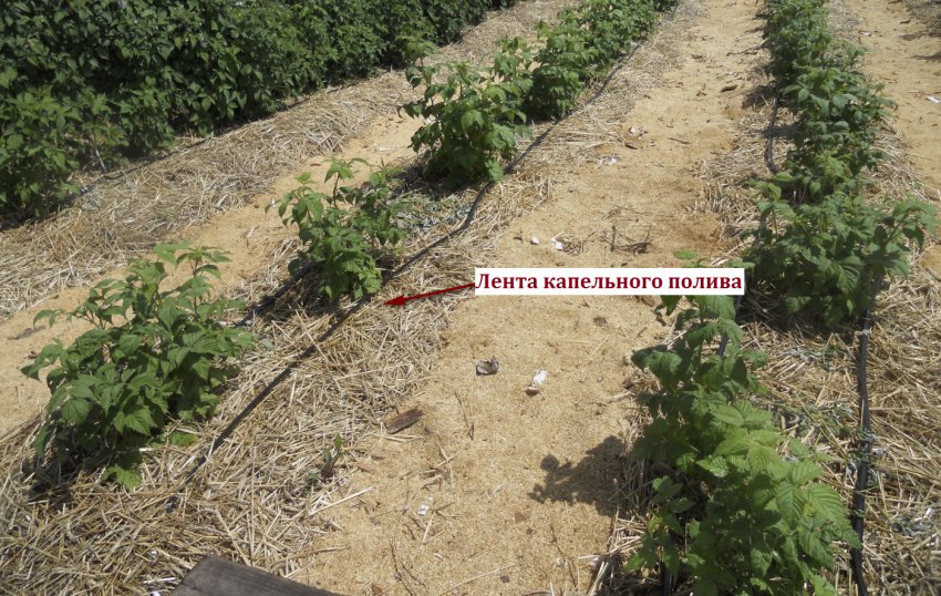 Система крапельного поливу малини