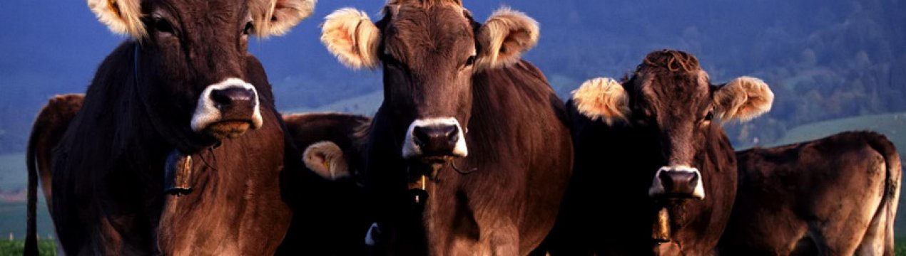 Сальмонельоз телят: симптоми та лікування