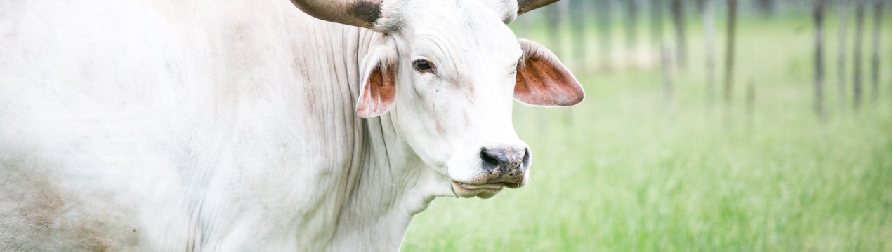 Росія перевірить тайських риб, поки експерти з Таїланду будуть інспектувати російські стійла