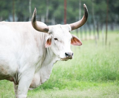 Росія перевірить тайських риб, поки експерти з Таїланду будуть інспектувати російські стійла