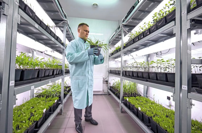 Росіяни об'єднають зусилля з китайцями заради будівництва нового агрохолдингу