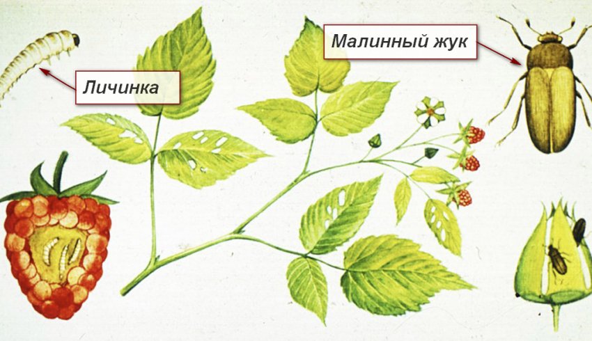 Малиновий жук і її личинка