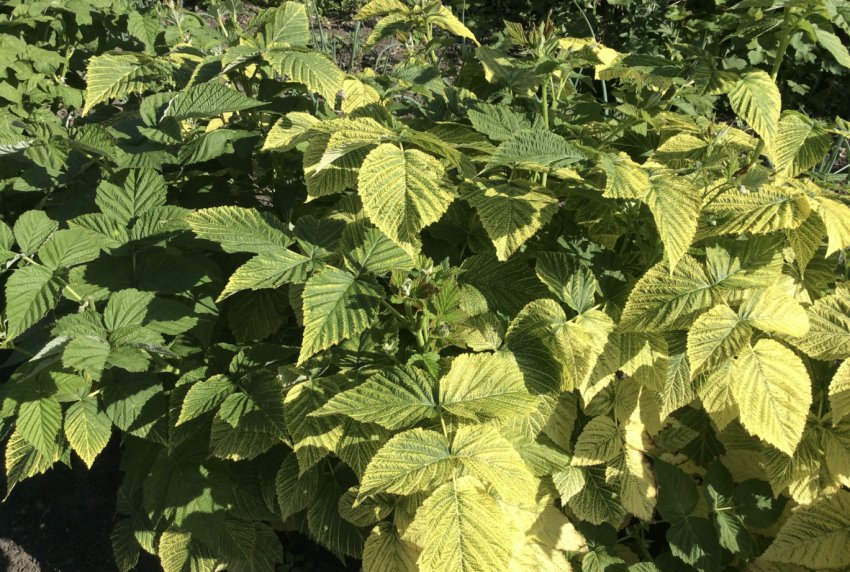 Хлороз малинных кущів