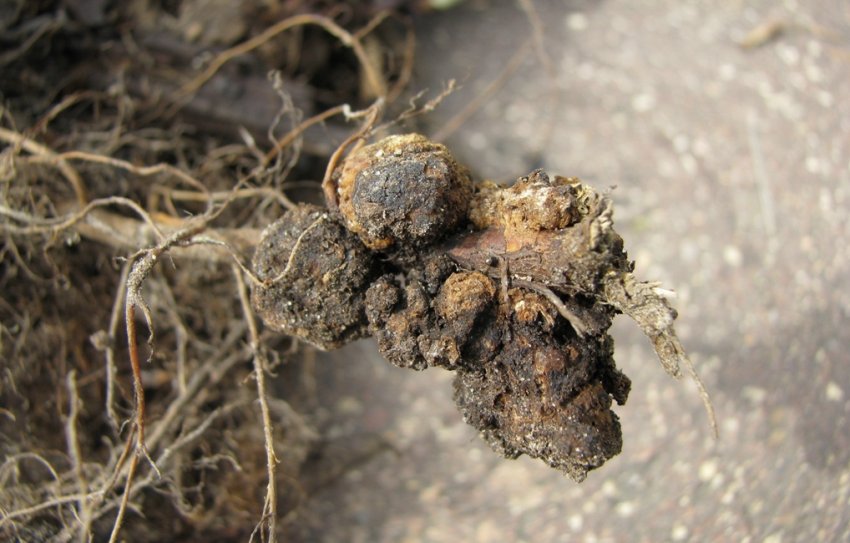 Кореневий рак малини