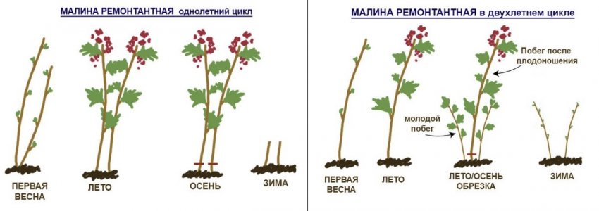 Обрізка малини для двухурожайного збору плодів