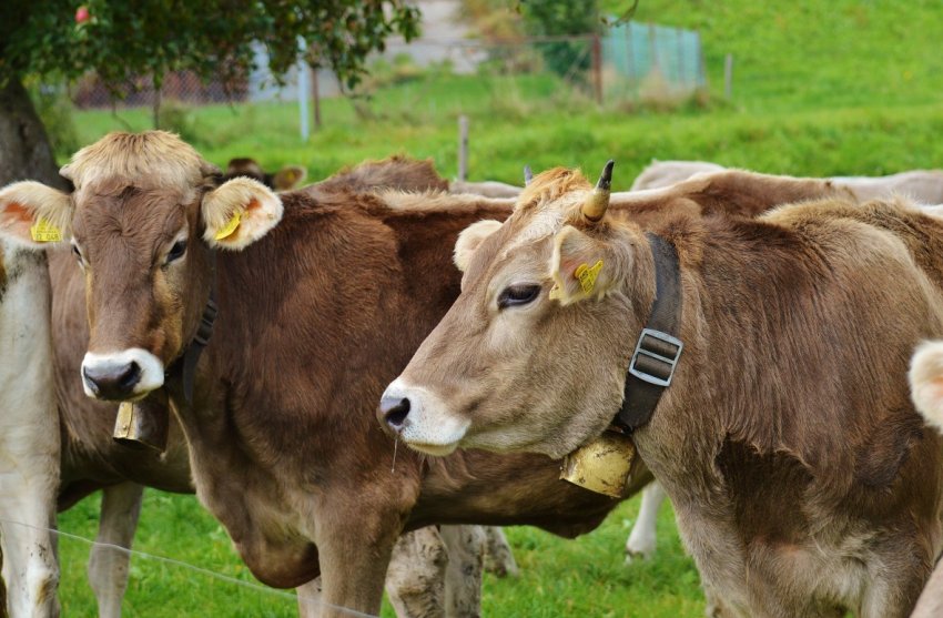 Росія перевірить тайських риб, поки експерти з Таїланду будуть інспектувати російські стійла Росія перевірить тайських риб, поки експерти з Таїланду будуть інспектувати російські стійла