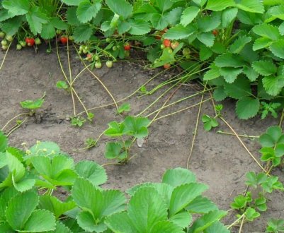 Як і коли посадити вуса полуниці