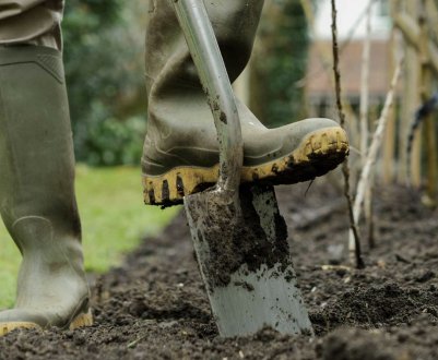 Що садити після малини на ділянці у відкритому грунті: сівозміна