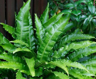 Аспленіум: види та їх опис, особливості догляду в домашніх умовах