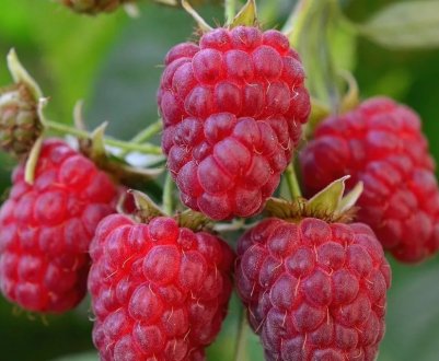 Чим і як необхідно обробити малину восени