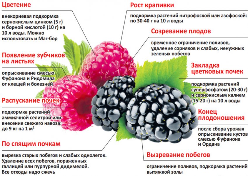 Малина черная сорт бристоль. 86928.psoklc.850. Малина черная сорт бристоль фото. Малина черная сорт бристоль-86928.psoklc.850. картинка Малина черная сорт бристоль. картинка 86928.psoklc.850. Напоминающие внешним видом ежевику, ягоды черной малины все чаще встречаются на приусадебных участках садоводов России. Бристоль является одним из самых популярных сортов черноплодной малины и этому есть множество объективных оснований, которые и будут рассмотрены в данной статье.