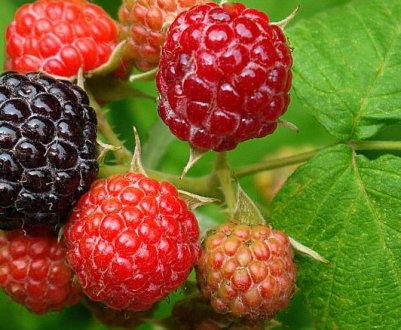 Сорт чорної малини Брістоль: основні характеристики