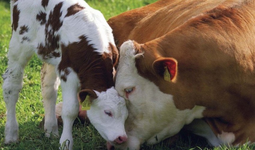 Сальмонельоз телят Сальмонельоз телят