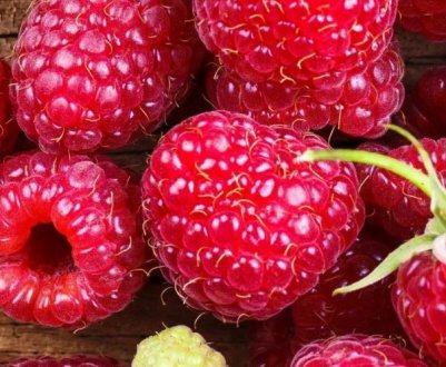 Ремонтантна великоплідна малина Євразія: врожайність і терміни дозрівання