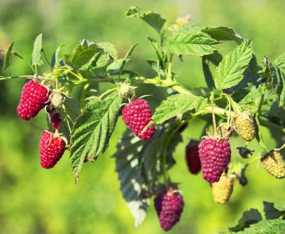 Малина Вілламетті (Willamette): особливості, врожайність