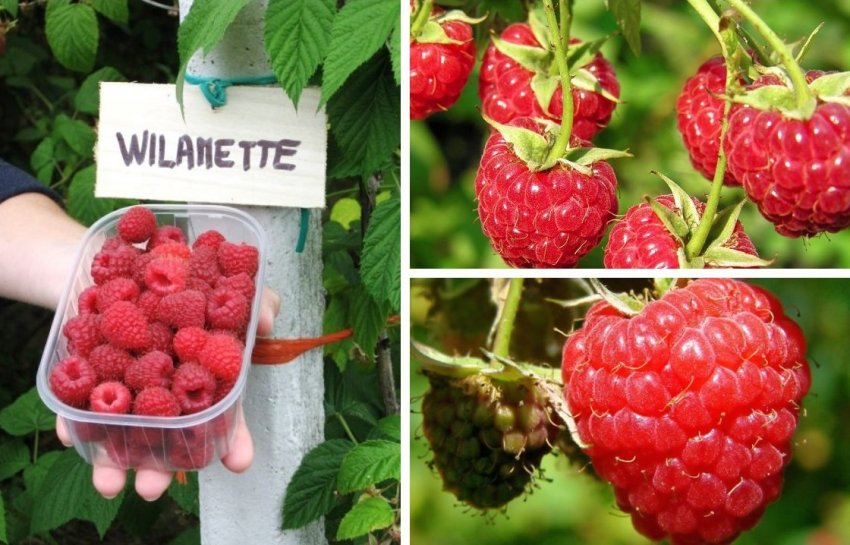 Малина сорту Вілламетті