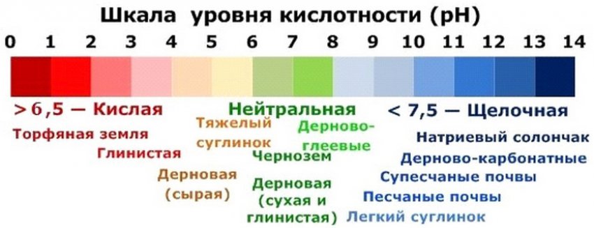 Ремонтантная малина евразия видео. 87020.psoouo.850. Ремонтантная малина евразия видео фото. Ремонтантная малина евразия видео-87020.psoouo.850. картинка Ремонтантная малина евразия видео. картинка 87020.psoouo.850. Малина «Евразия» — это один из наиболее выдающихся ремонтантных сортов, который выгодно выделяется на фоне большинства ягодных новинок крупноплодностью, высокой урожайностью и необыкновенной скороспелостью. Этот отечественный сорт получен селекционерами ВСТИСП. Описание его включено в Государственный реестр по Российской Федерации.