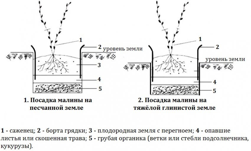 Схема посадки малини