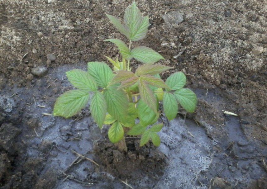 Полив малини