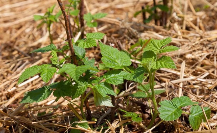 Мульчування малини