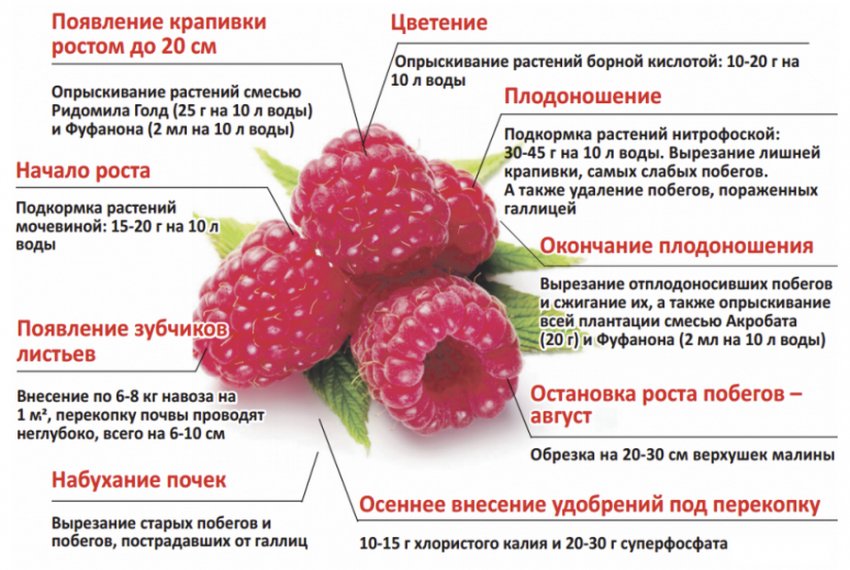 Правила догляду за малиною