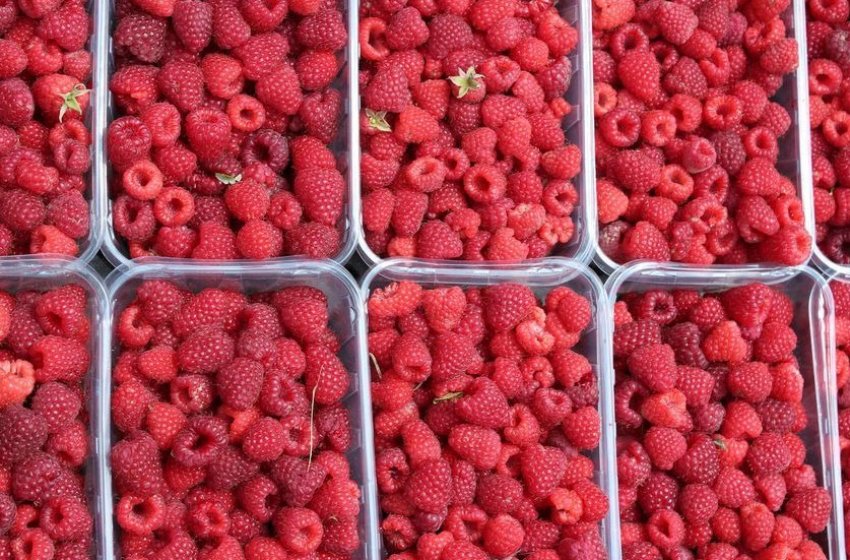 Збір малини