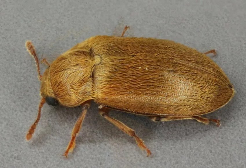 Малиновий жук