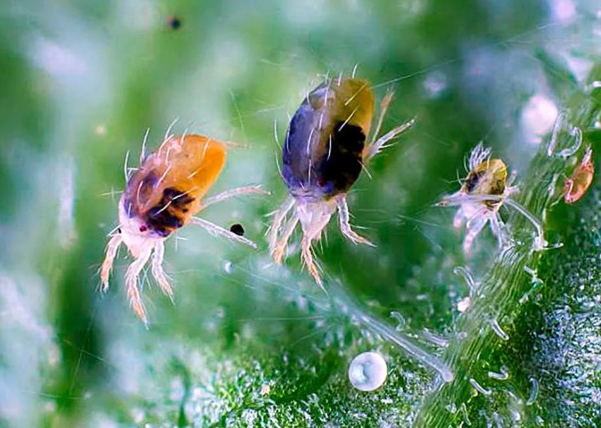 Павутинний кліщ