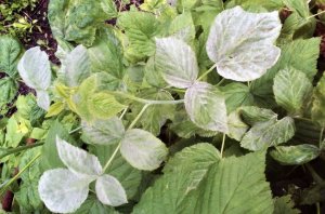 Борошниста роса малини