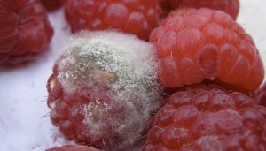 Плодова гниль малини