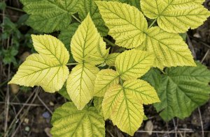 Хлороз малини