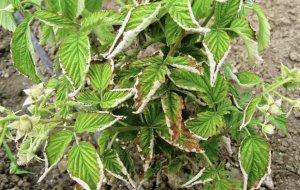 Курчавість малини