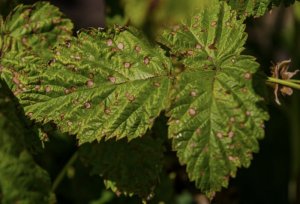 Плямистість малини