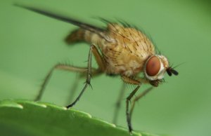 Малинная стеблова муха