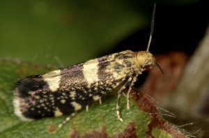 Малинная почковая моль