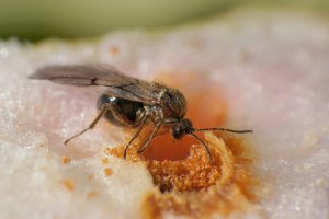 Малинная орехотворка