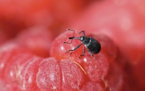 Довгоносик на малині