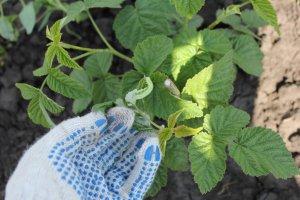 Гусениця листовійка