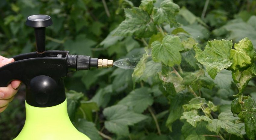 Обробка малини від хвороб і шкідників