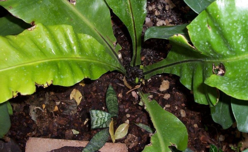 Плямистість листя